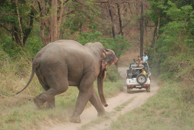 Jim Corbett - Rain, Safari, and the Kosi River's Embrace